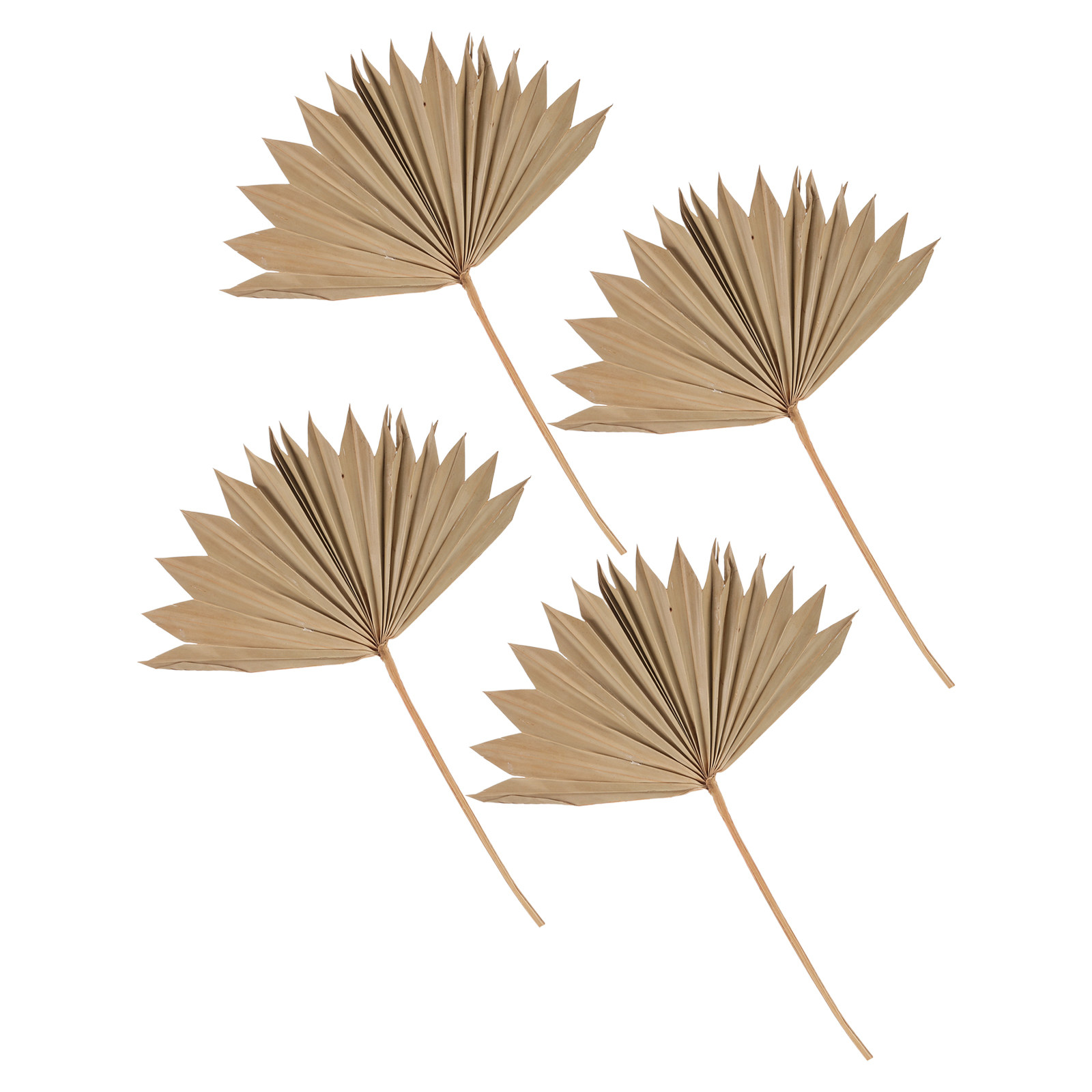 Palm Leaf Dried - Lot de 4 éventails en feuilles