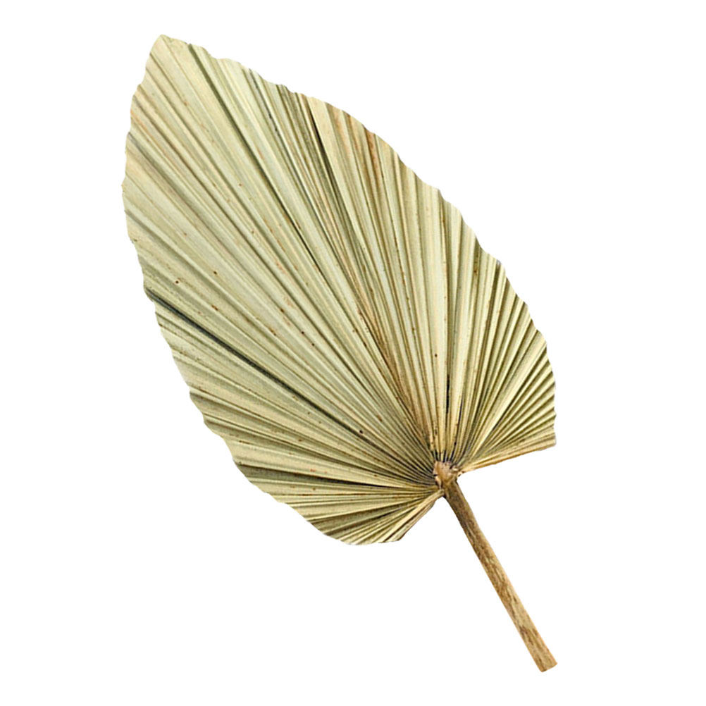 Palm Leaf Dried - 1 pièce de feuille de palmier