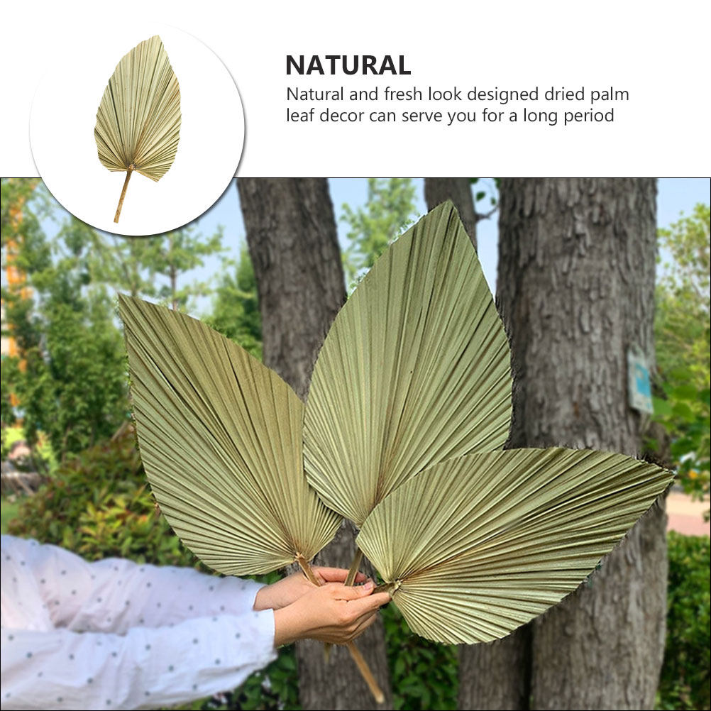 1 pièce de feuille de palmier  - Palm Leaf Dried avis et prix