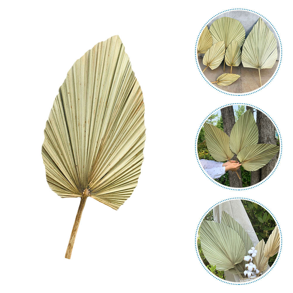 1 pièce de feuille de palmier  - Palm Leaf Dried avis et prix