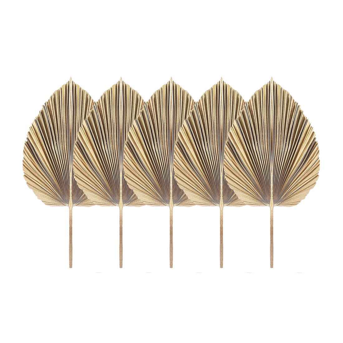 Feuilles de Palmier vaccées Na - Palm Leaf Dried avis et prix