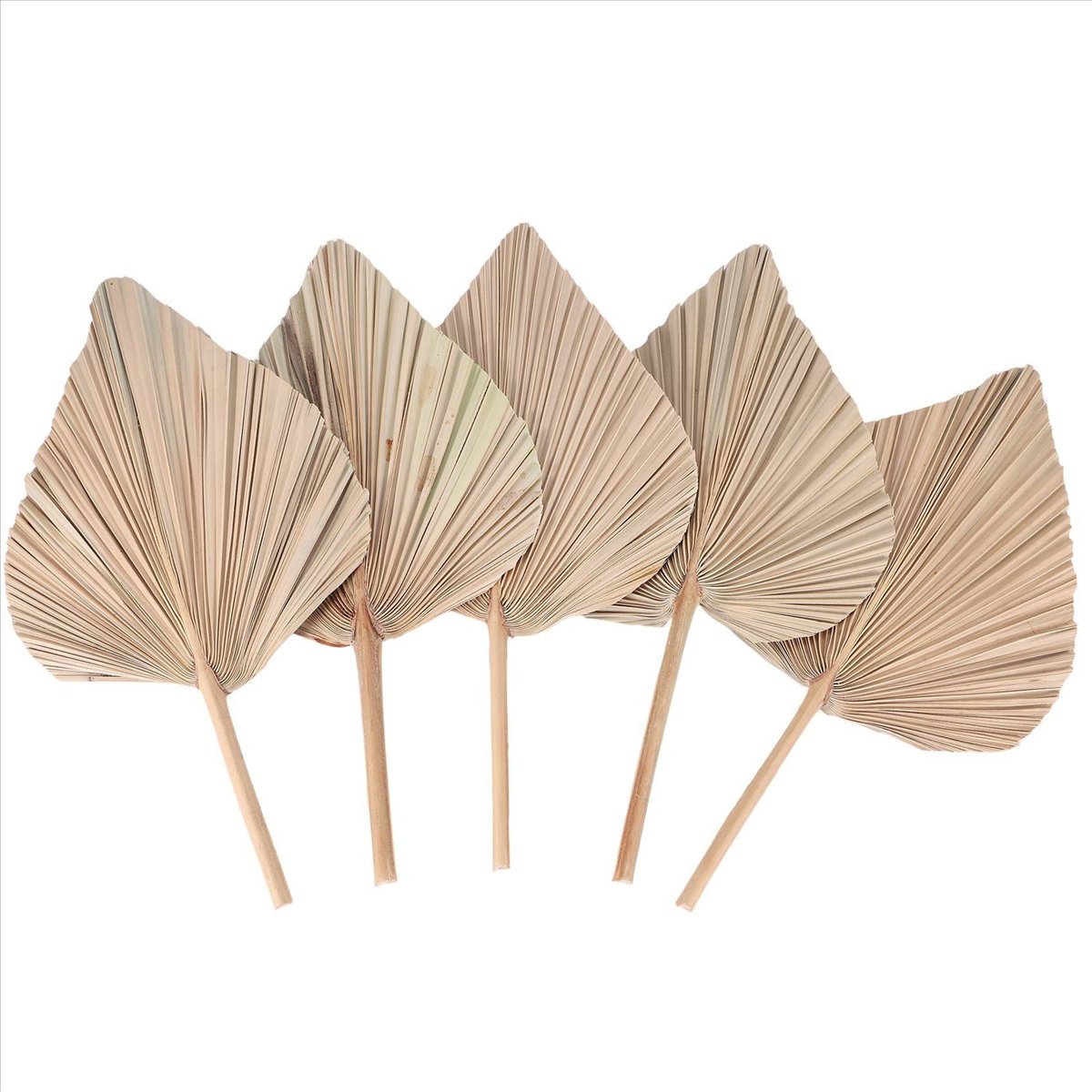NOCM Feuilles de palmier séché - Palm Leaf Dried avis et prix