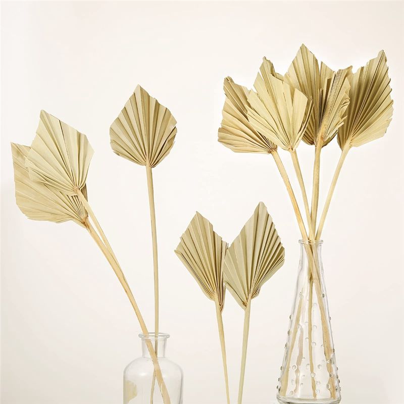 ABYN-Boho Petites feuilles de  - Palm Leaf Dried avis et prix