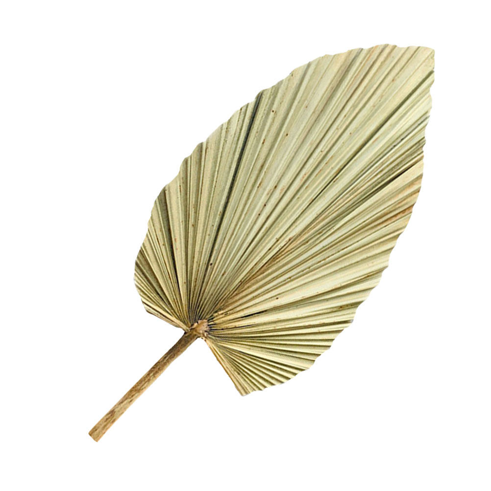 1 pièce de feuille de palmier  - Palm Leaf Dried avis et prix