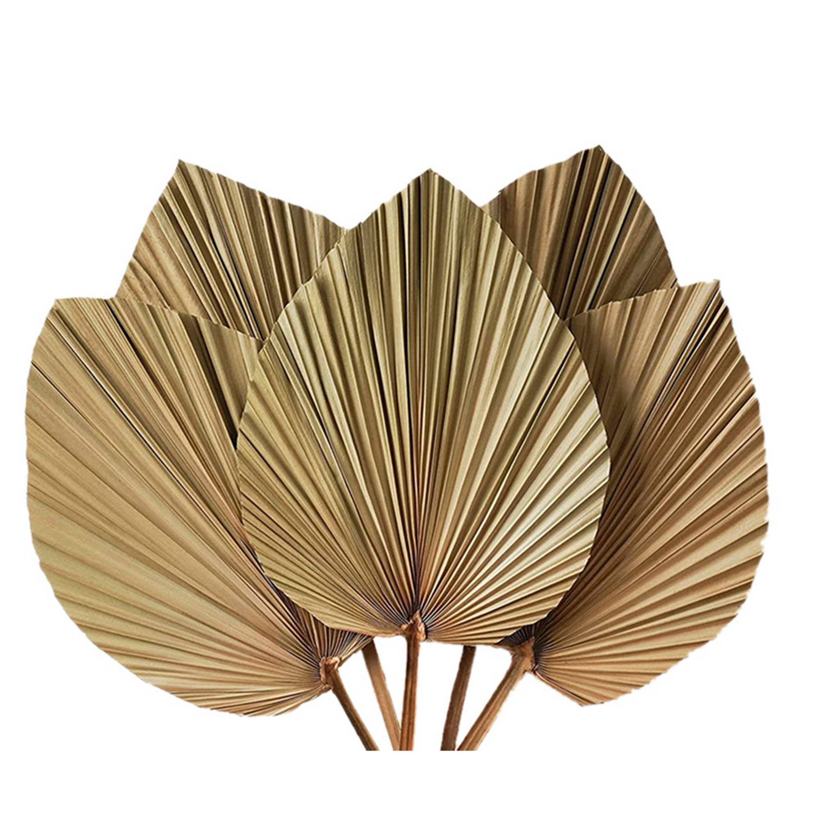 Feuilles de palmier séchées po - Palm Leaf Dried avis et prix