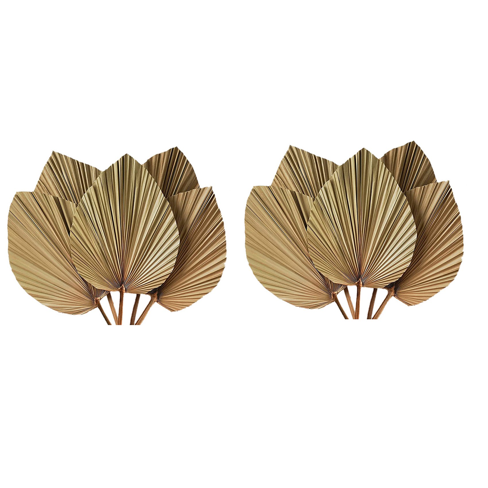 Feuilles de palmier séchées po - Palm Leaf Dried avis et prix