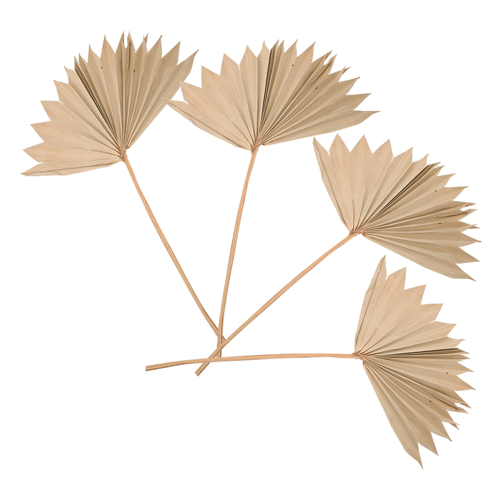 Lot de 4 feuilles de palmier s - Palm Leaf Dried avis et prix