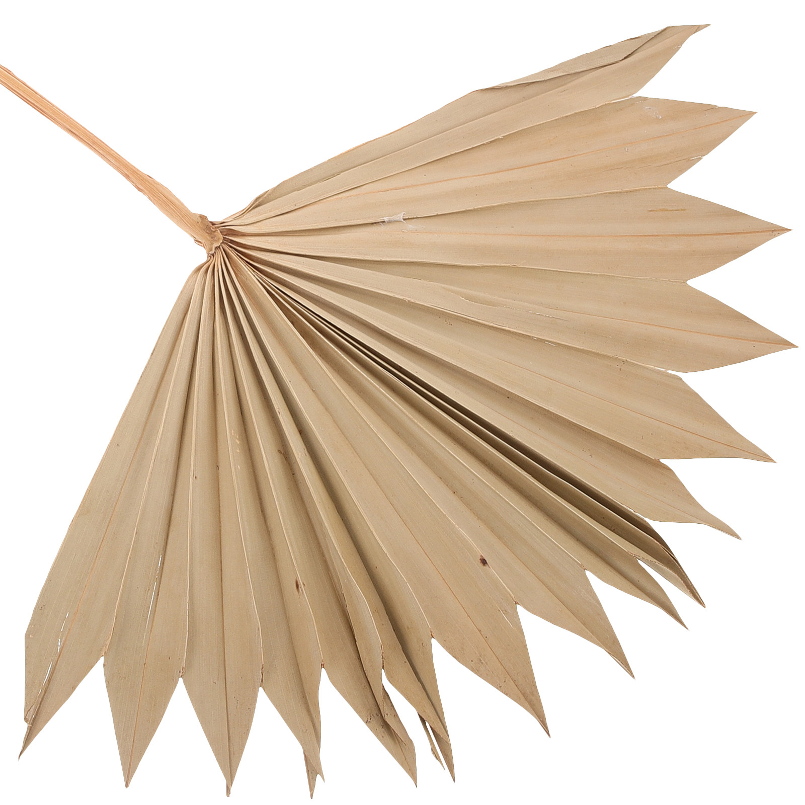 Lot de 4 éventails en feuilles - Palm Leaf Dried avis et prix