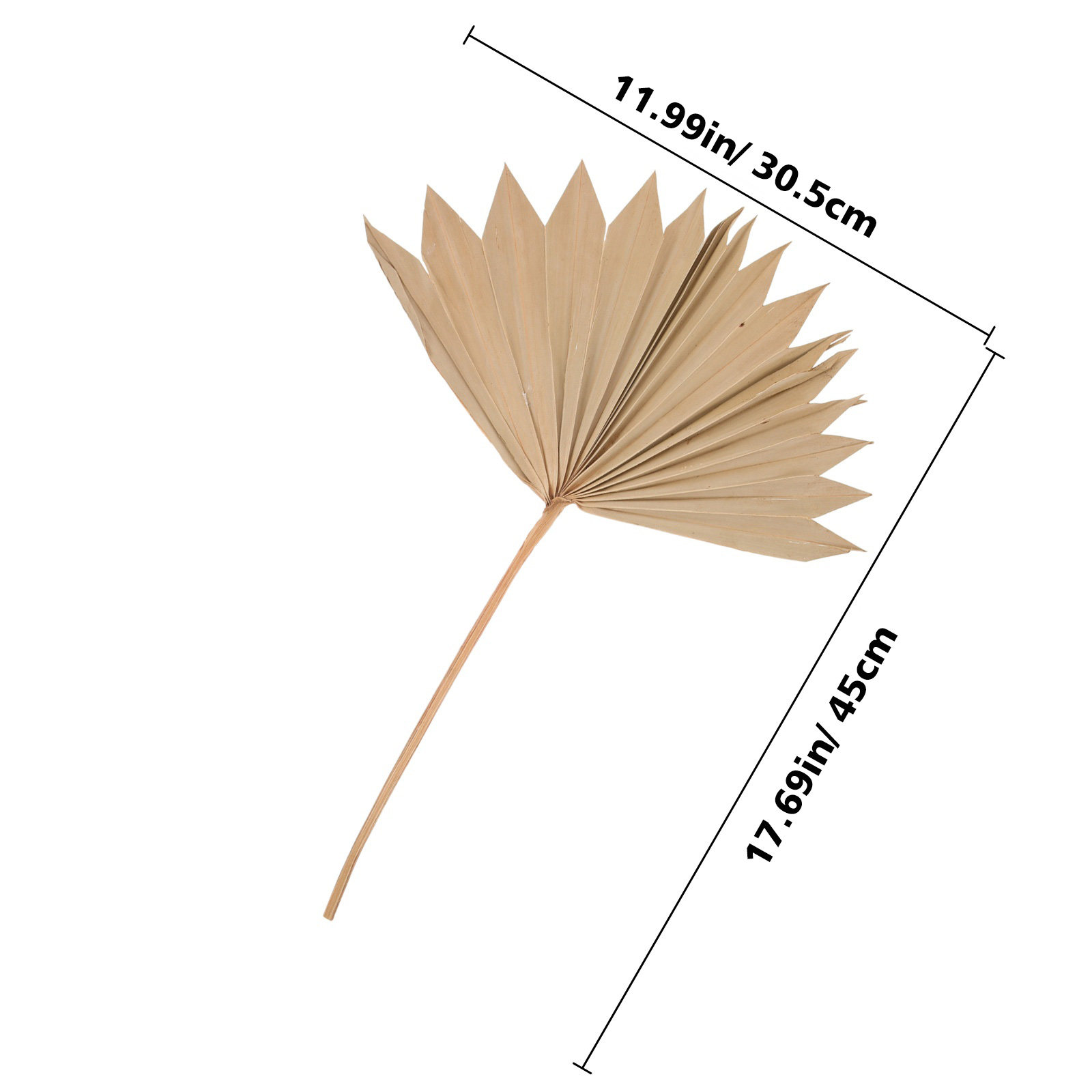 Lot de 4 éventails en feuilles - Palm Leaf Dried avis et prix