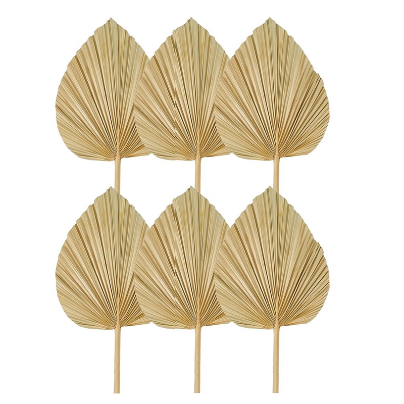 Nouveau 6 pièces feuilles de p - Palm Leaf Dried avis et prix