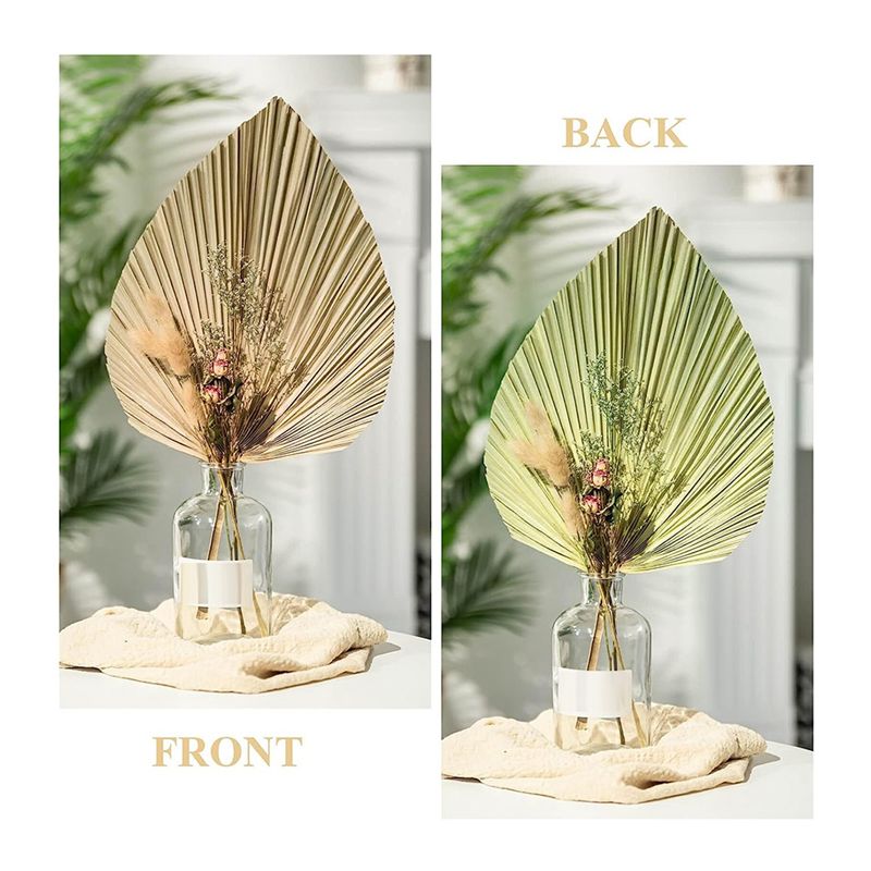 A27F-6Pcs Feuilles de palmier  - Palm Leaf Dried avis et prix