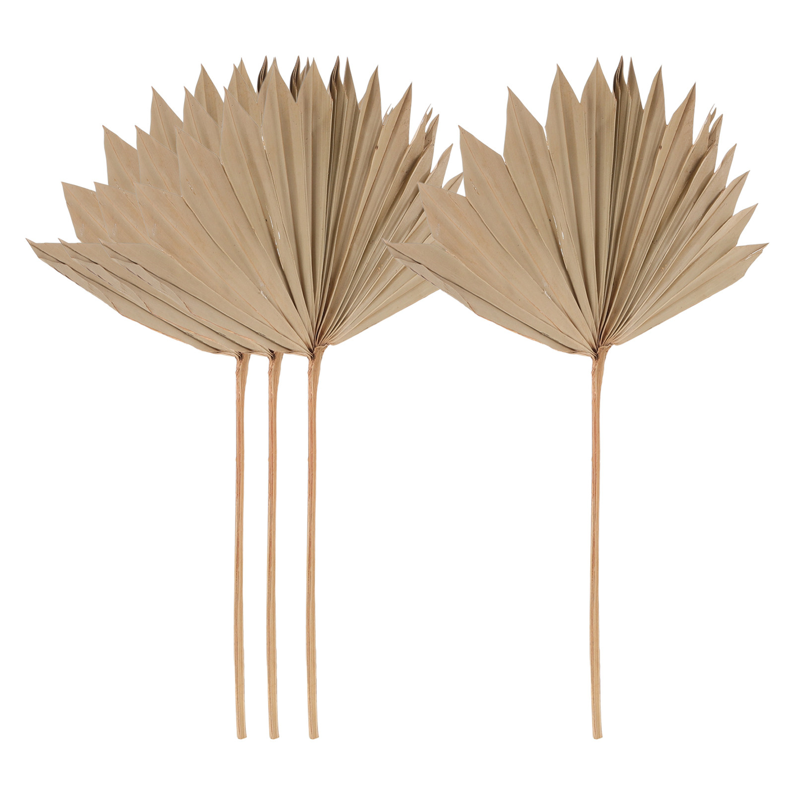 Lot de 4 éventails en feuilles - Palm Leaf Dried avis et prix