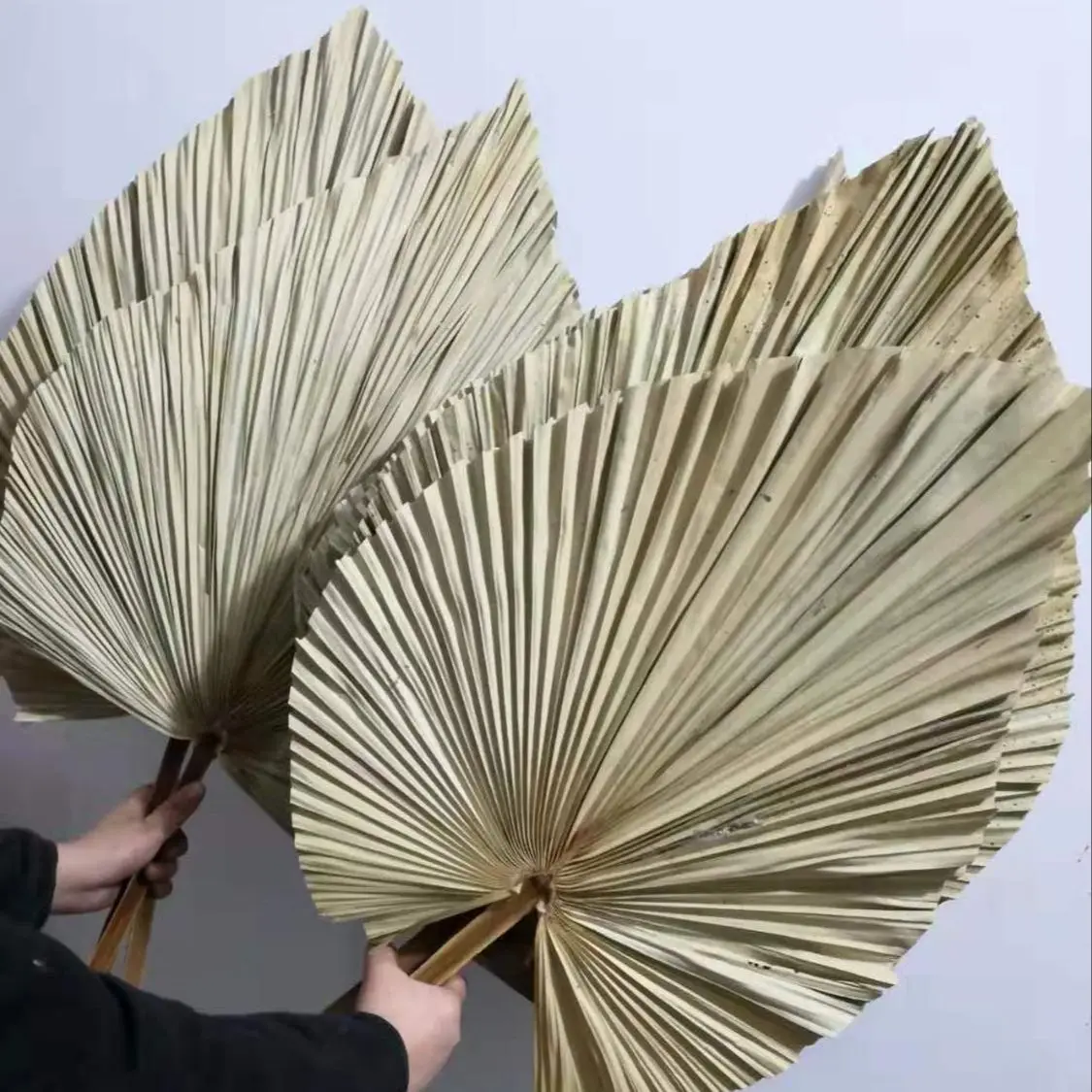 Feuilles de palmier séchées na - Palm Leaf Dried avis et prix