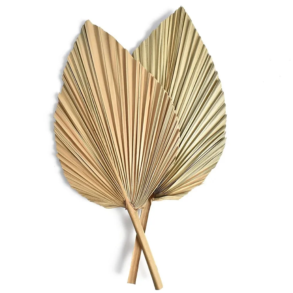 Feuilles de palmier séchées na - Palm Leaf Dried avis et prix