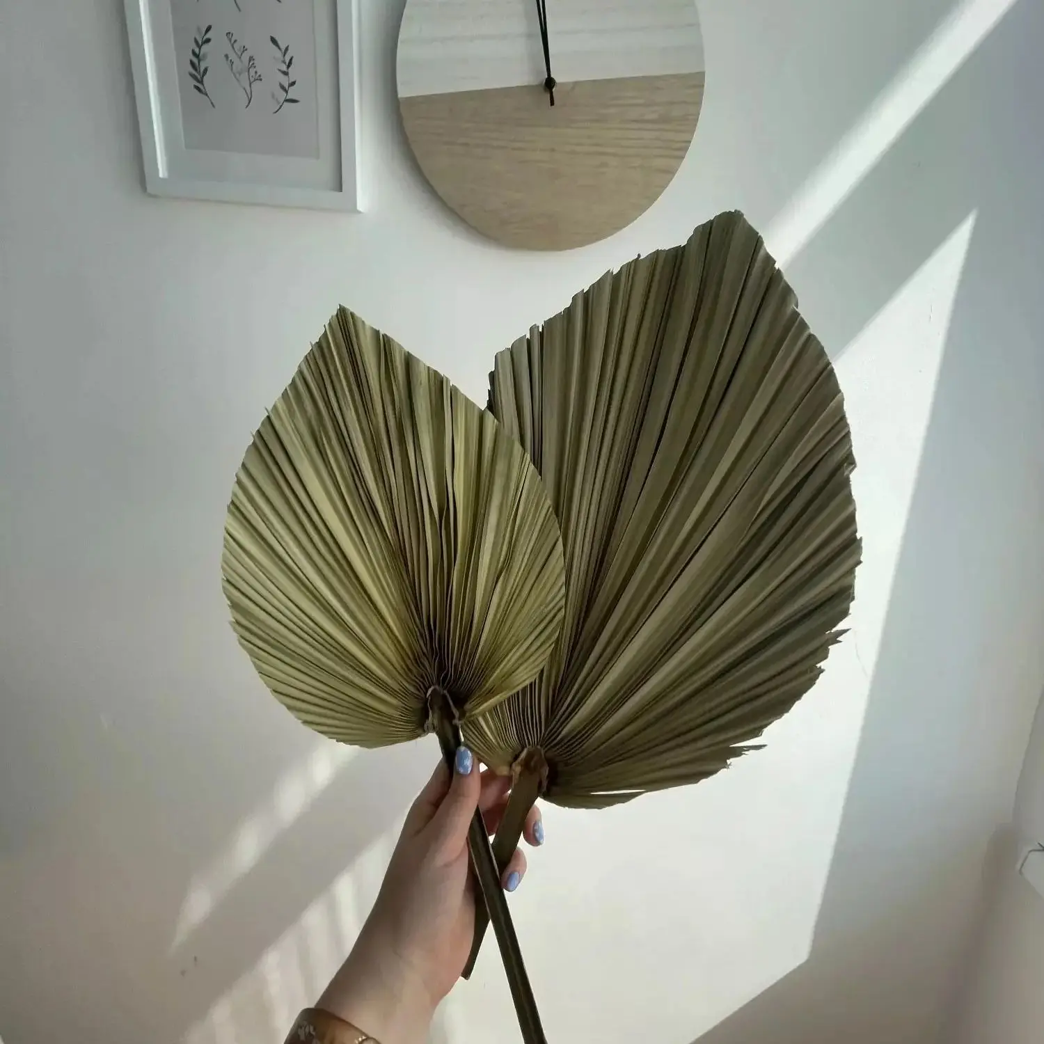 Feuilles de palmier séchées na - Palm Leaf Dried avis et prix
