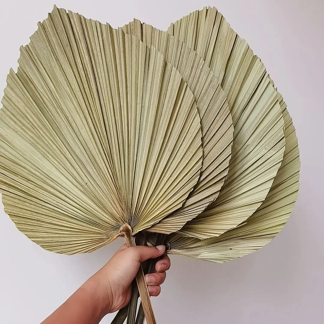 Feuilles de palmier séchées na - Palm Leaf Dried avis et prix