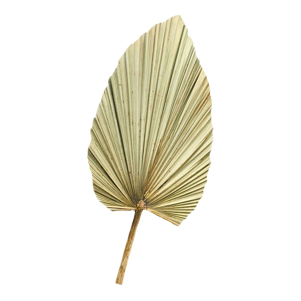 1 pièce de feuille de palmier  - Palm Leaf Dried avis et prix