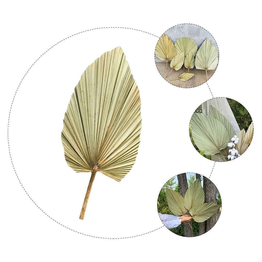 1 pièce de feuille de palmier  - Palm Leaf Dried avis et prix